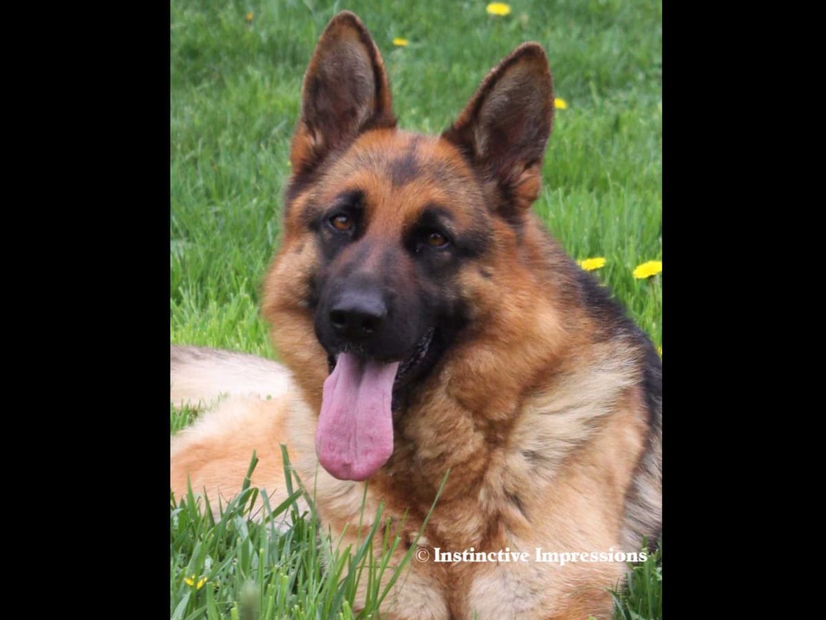 German Shepherd Dog Puppies breeder image 18