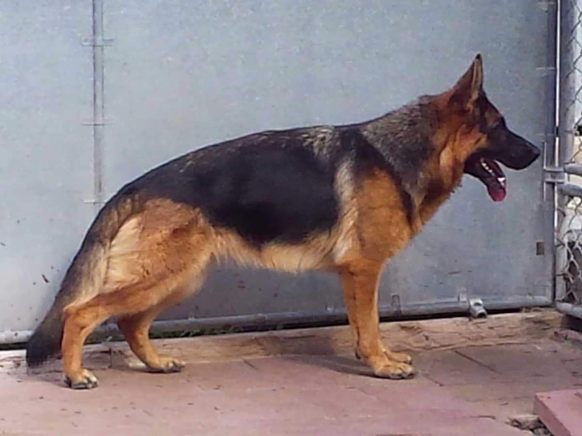 German Shepherd Dog Puppies breeder image 19