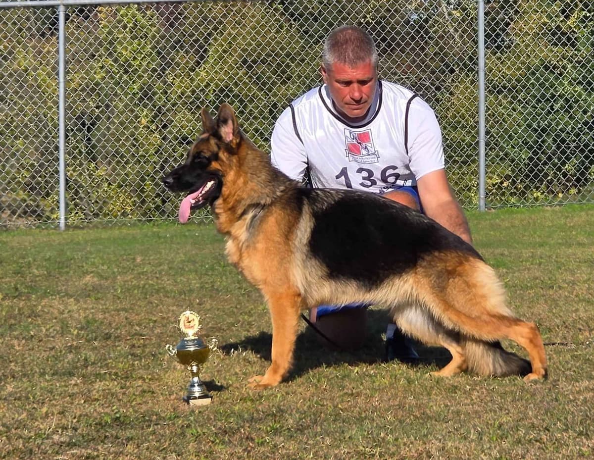 German Shepherd Dog Puppies breeder image 8