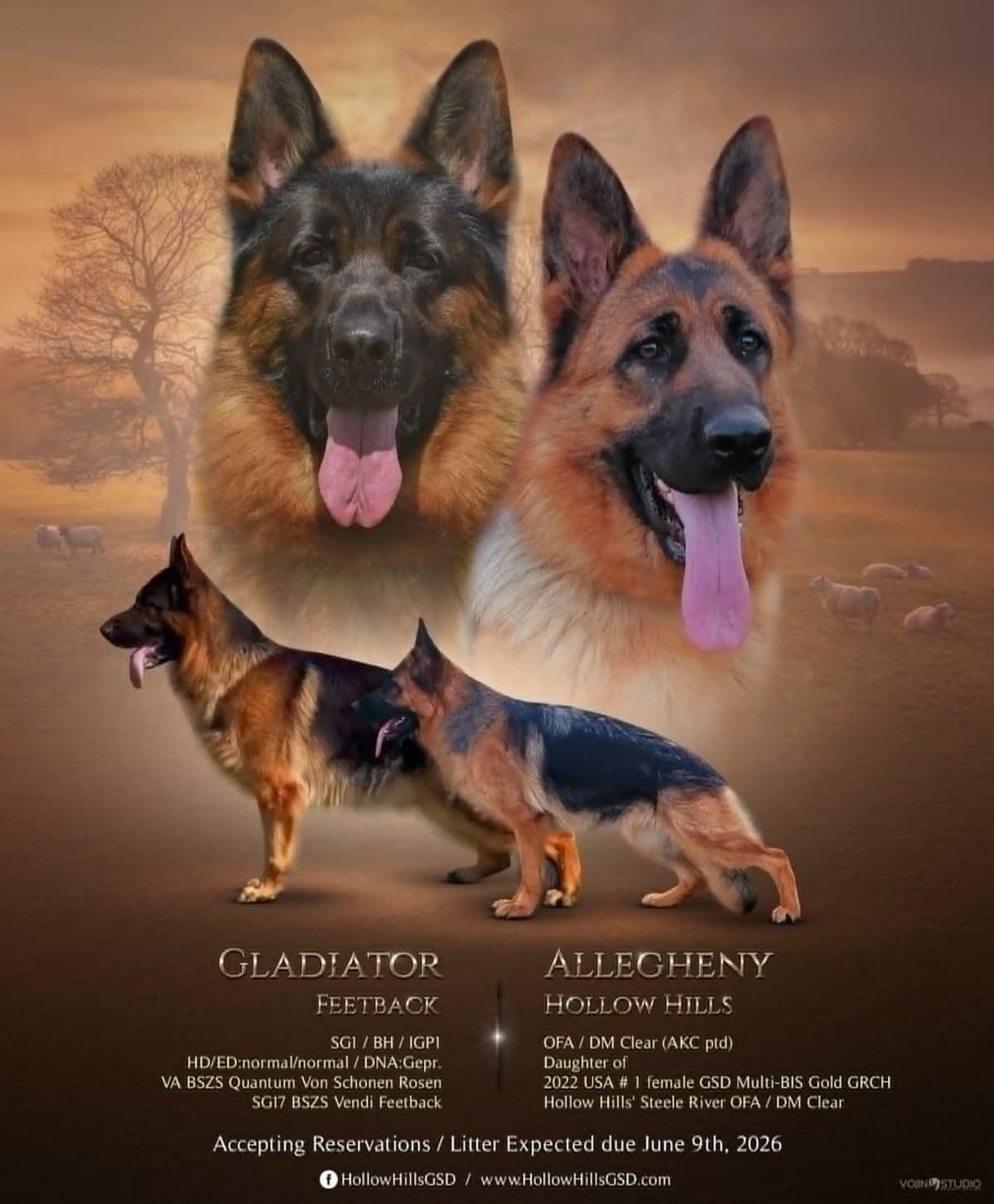 German Shepherd Dog Puppies breeder image 2