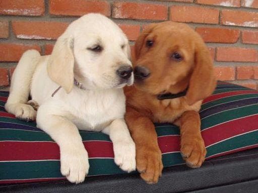 Labrador Retriever Puppies breeder image 5