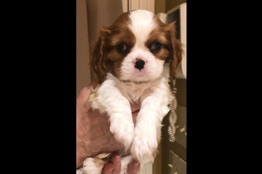 Cavalier King Charles Spaniel Puppies breeder image 15
