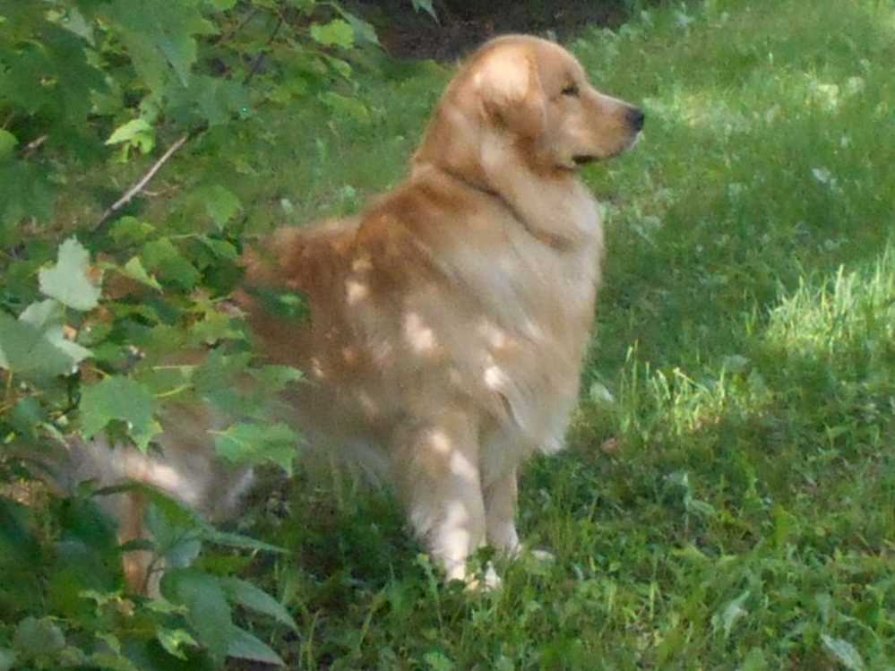 Golden Retriever Puppies breeder image 1
