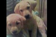 Labrador Retriever Puppies breeder image 7