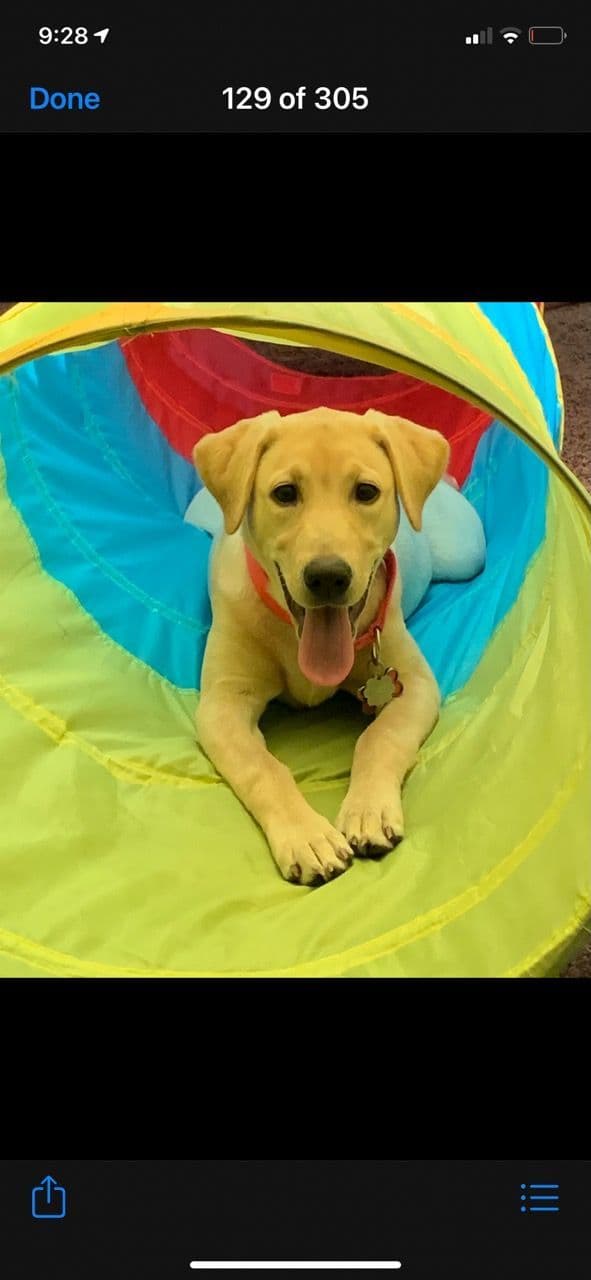 Labrador Retriever Puppies breeder image 31