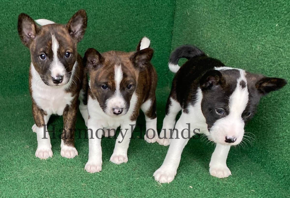 Basset Hound Puppies breeder image 8