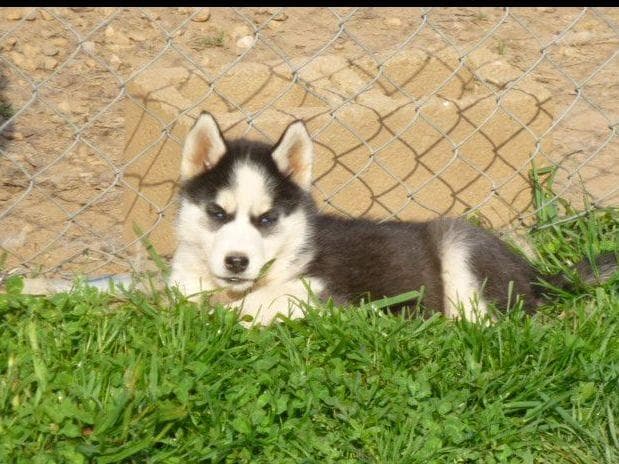 Siberian Husky Puppies breeder image 4