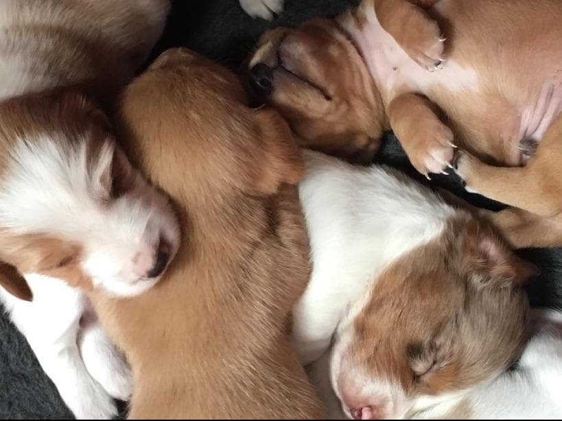Dachshund Puppies breeder image 10