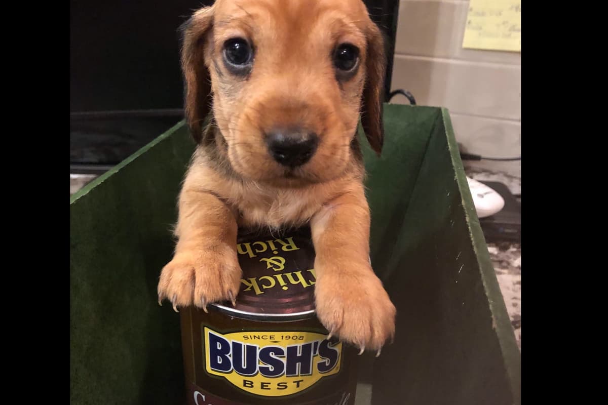 Dachshund Puppies breeder image 14