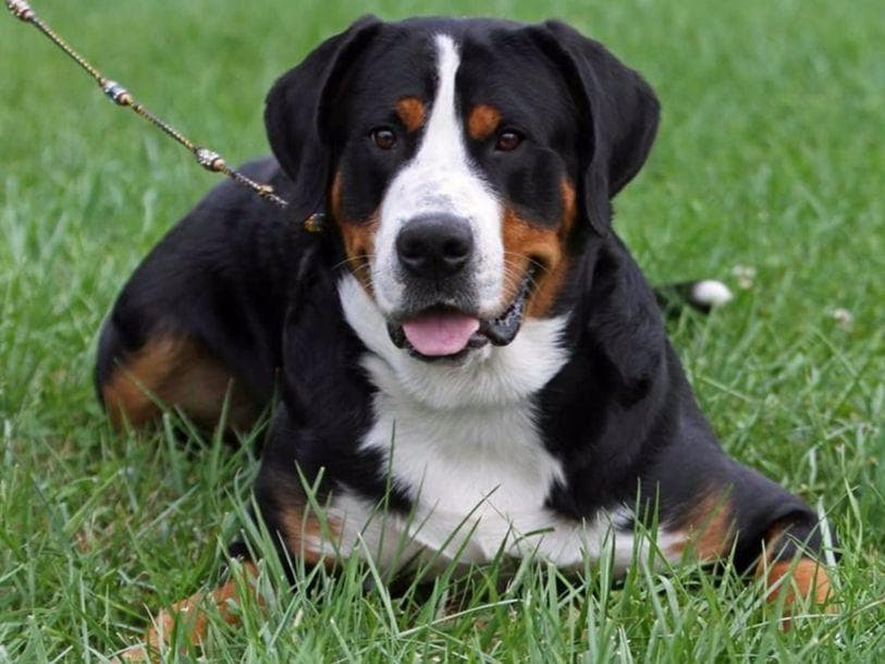 Greater Swiss Mountain Dog Puppies breeder image 4