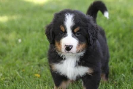 Bernese Mountain Dog Puppies breeder image 2