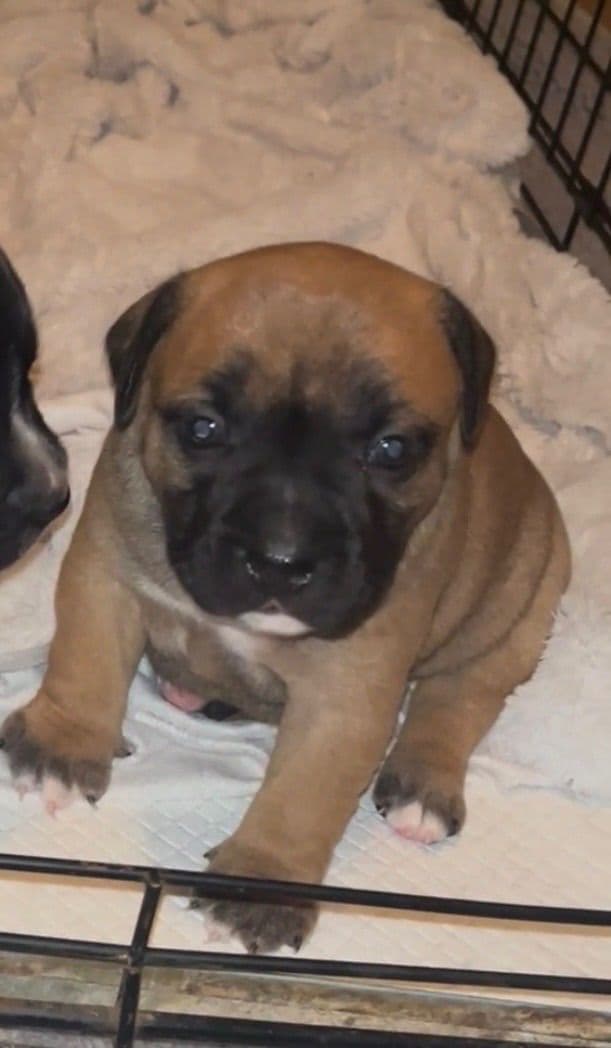 Staffordshire Bull Terrier Puppies breeder image 4