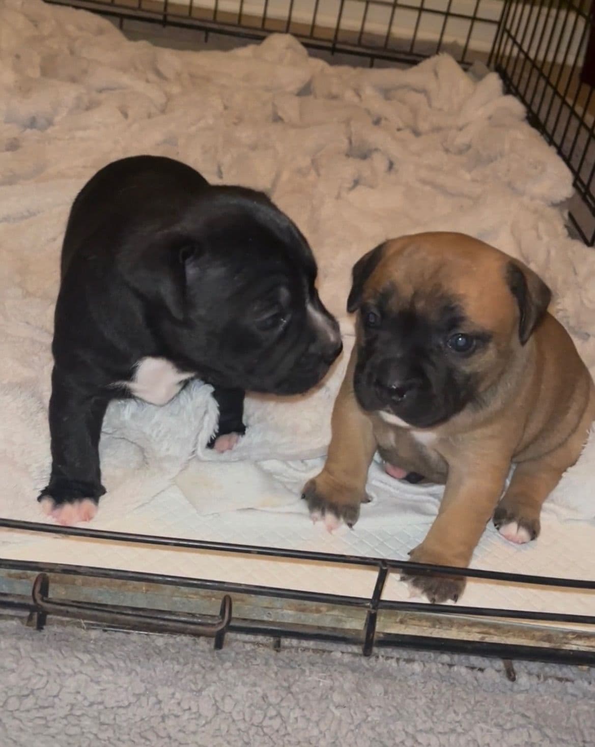 Staffordshire Bull Terrier Puppies breeder image 5