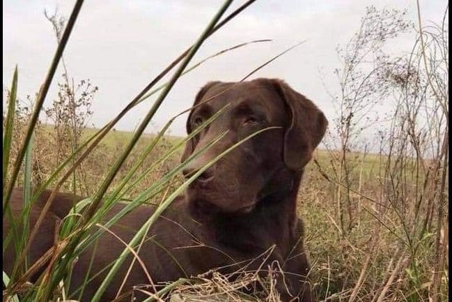 Labrador Retriever Puppies breeder image 6