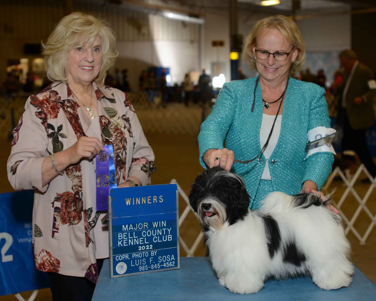 Havanese Puppies breeder image 29