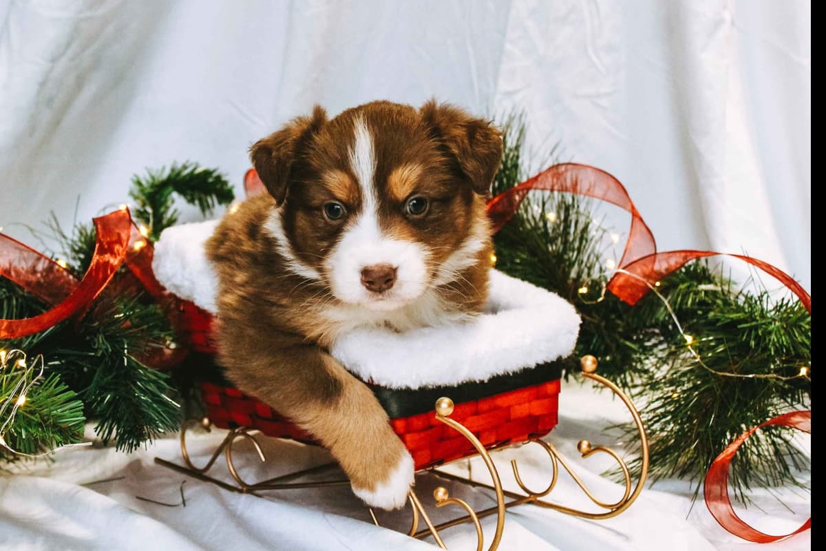 Australian Shepherd Puppies breeder image 7