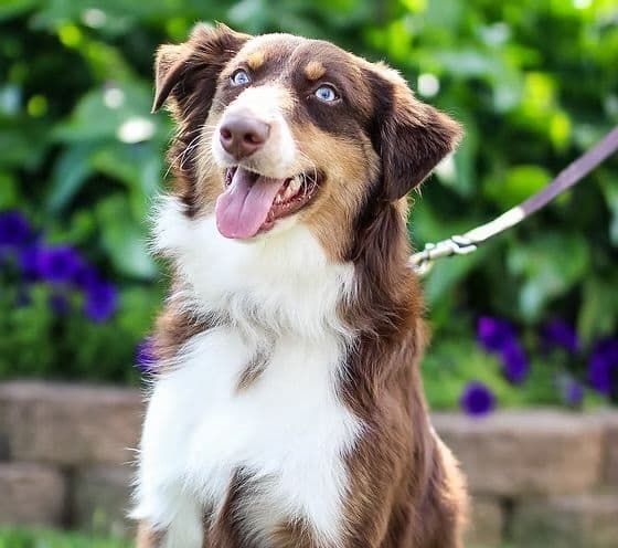 Australian Shepherd Puppies breeder image 10