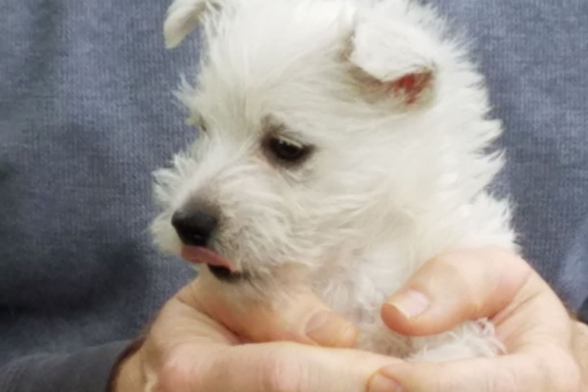 West Highland White Terrier Puppies breeder image 4
