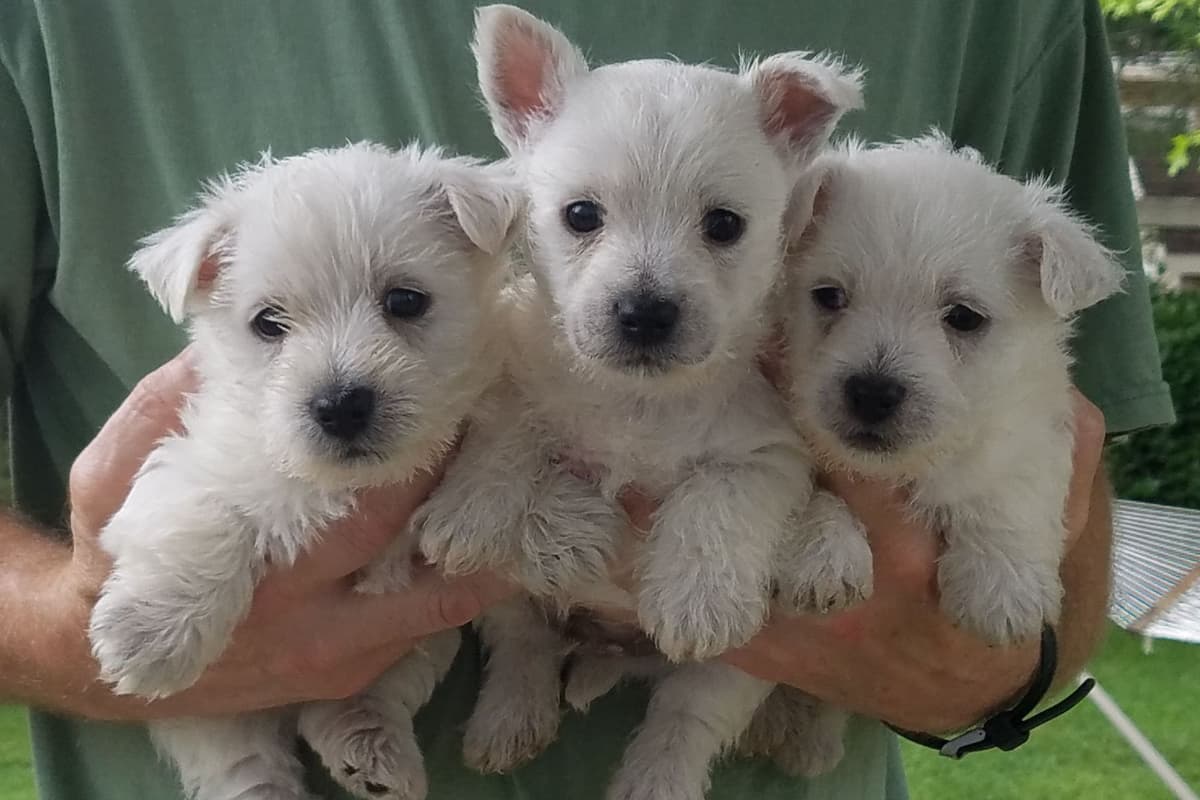 West Highland White Terrier Puppies breeder image 3