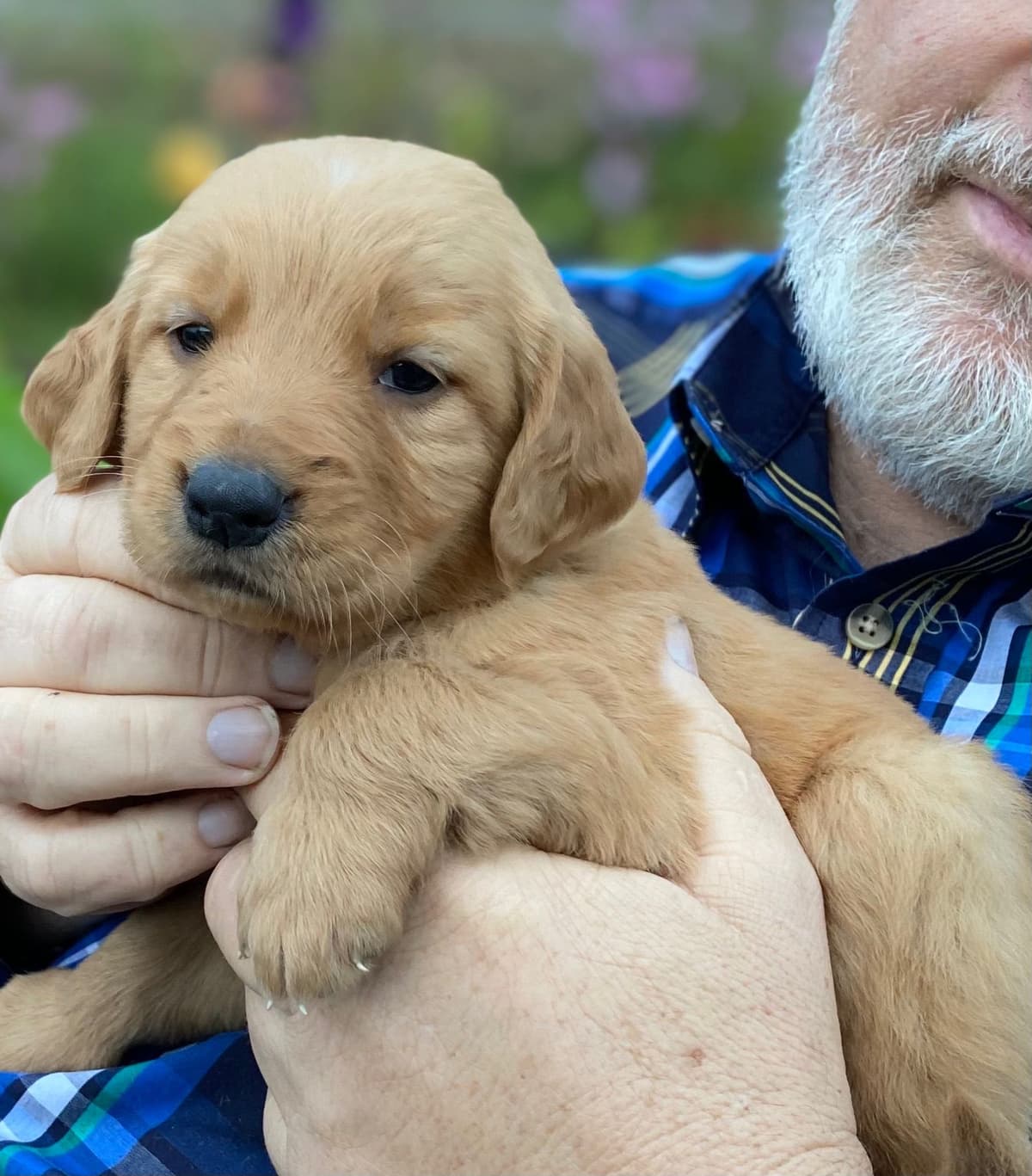 Redwood Golden Kennels has Dark Red Golden Retriever Puppies breeder image 5