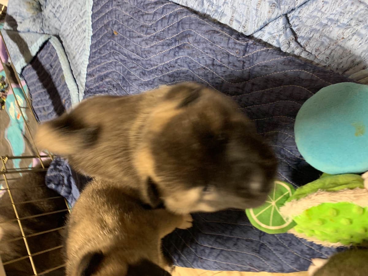 Akita Puppies breeder image 21