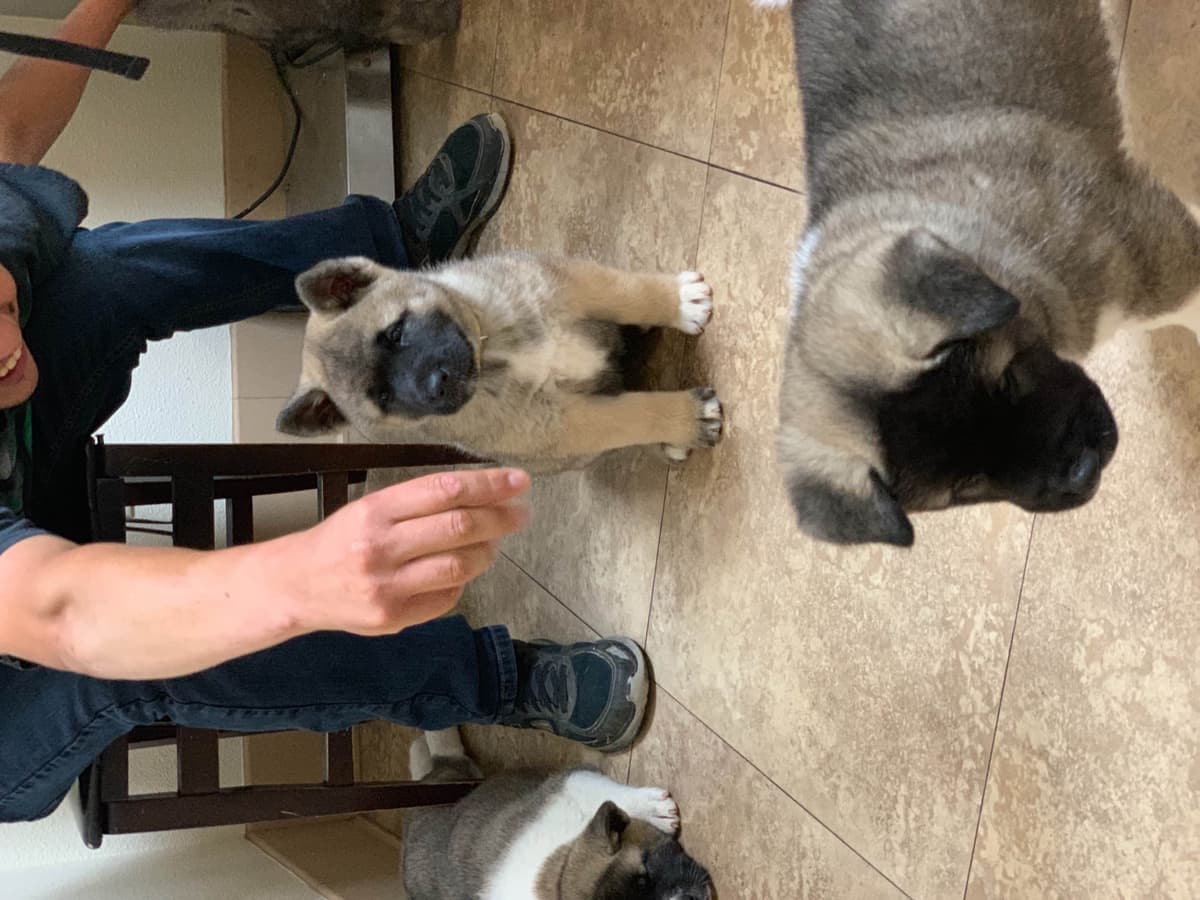 Akita Puppies breeder image 4