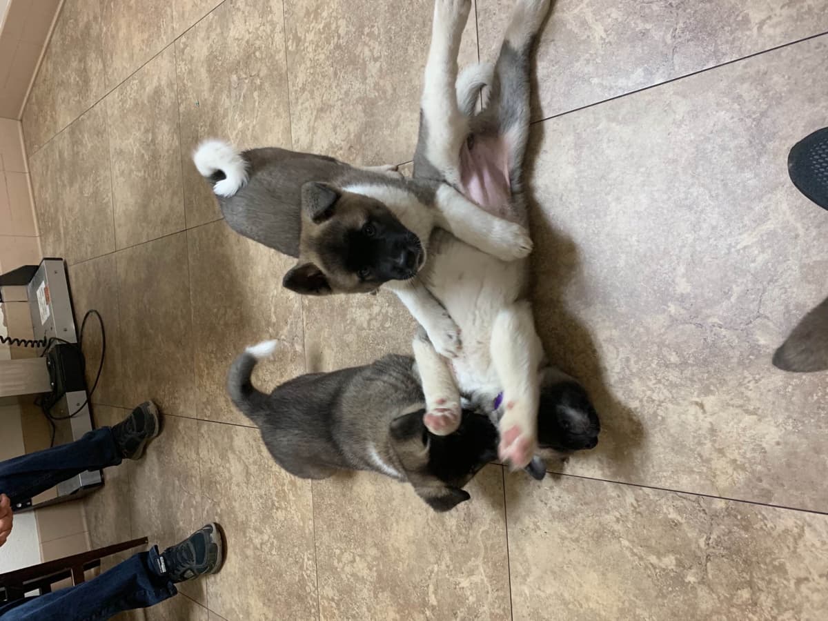 Akita Puppies breeder image 5