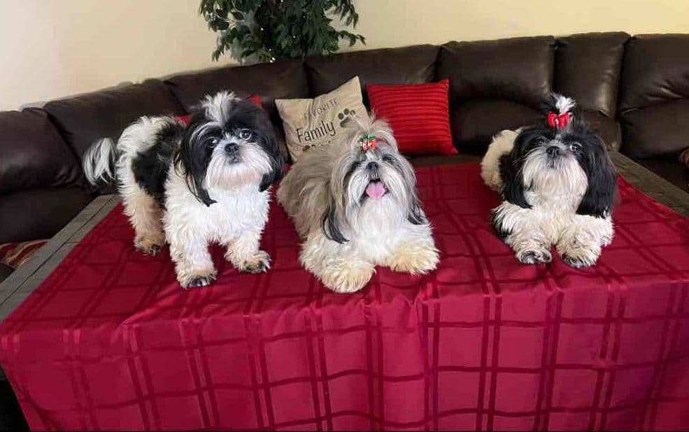 Shih Tzu Puppies breeder image 4