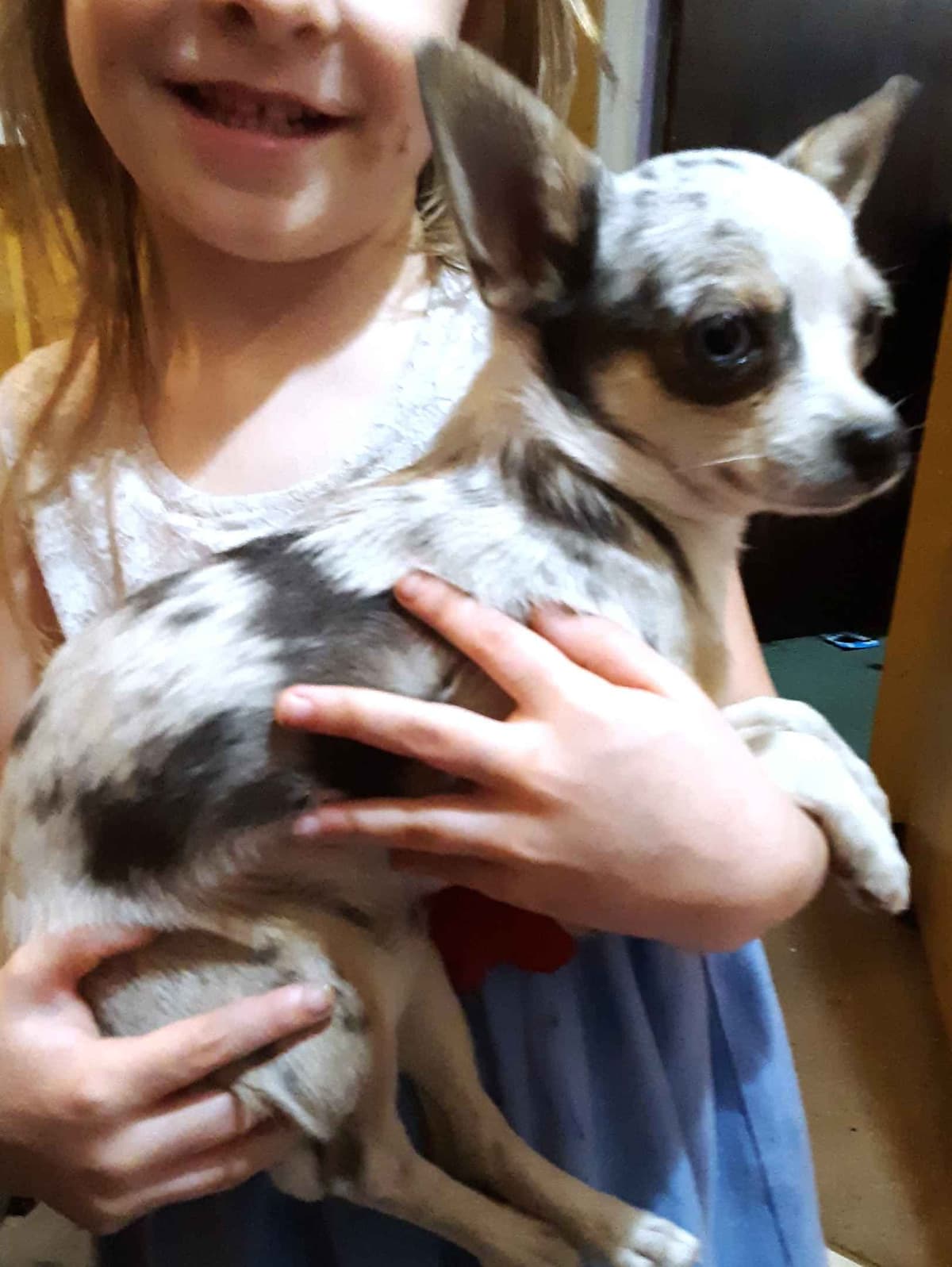 AKC Pug Puppies Health Guaranteed breeder image 7