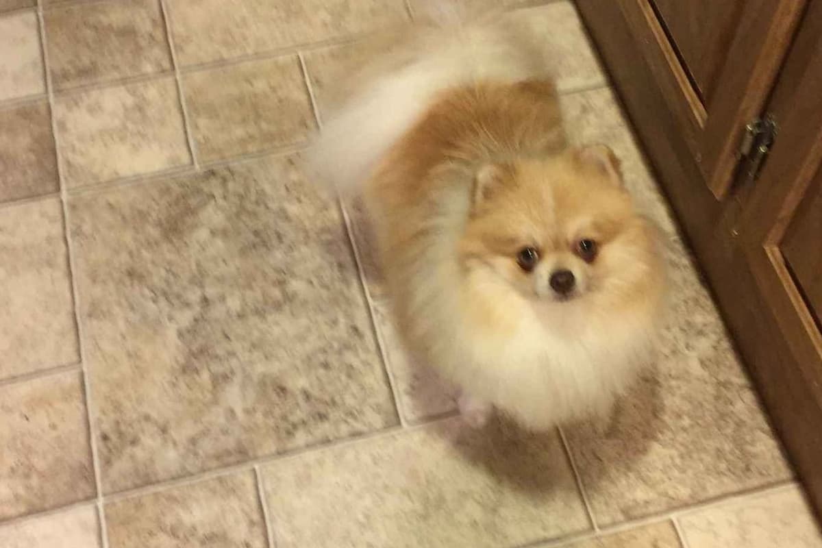 AKC Beautiful Pomeranian Champion Bloodline Puppies breeder image 3