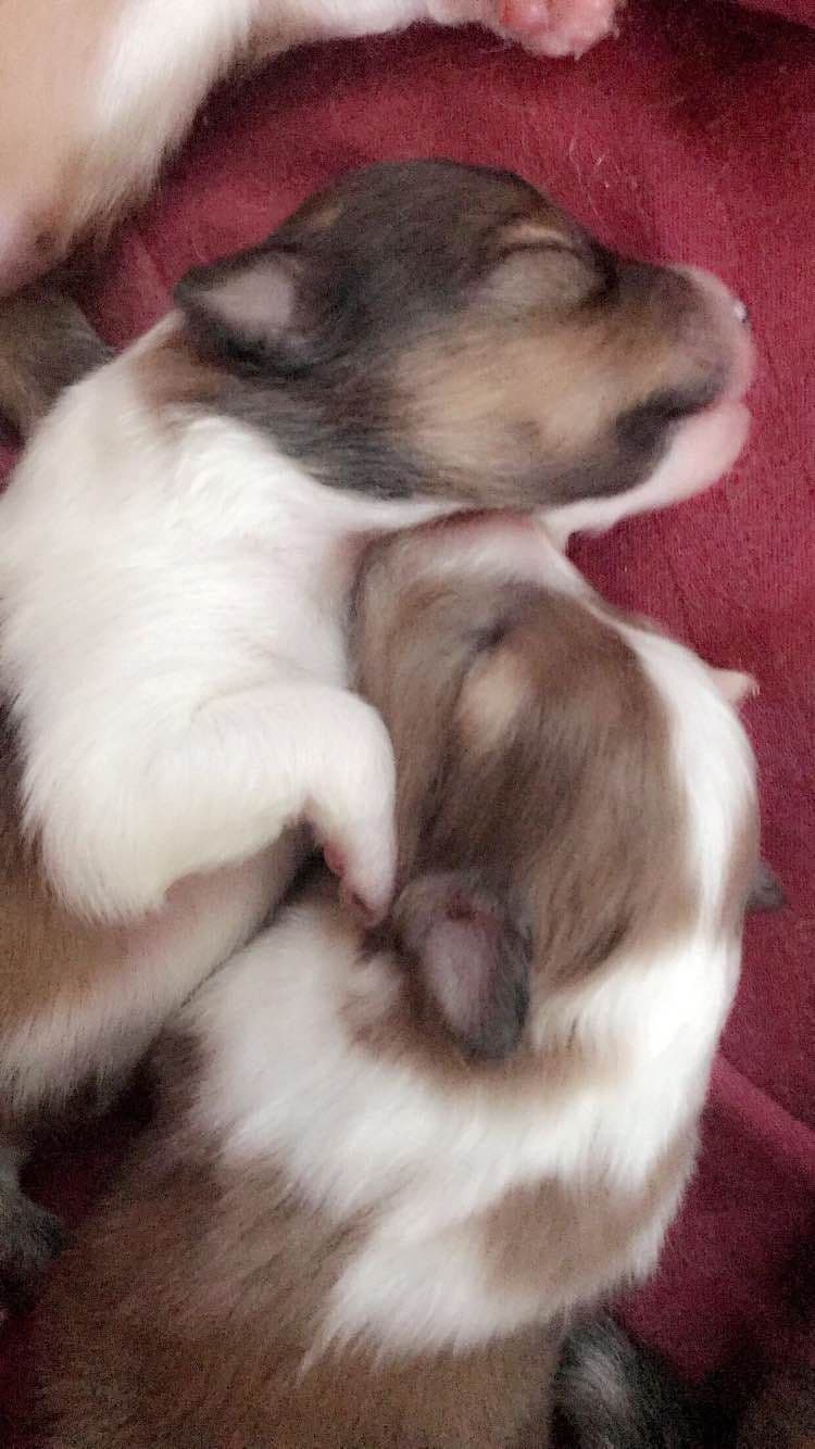 Shetland Sheepdog Puppies breeder image 6
