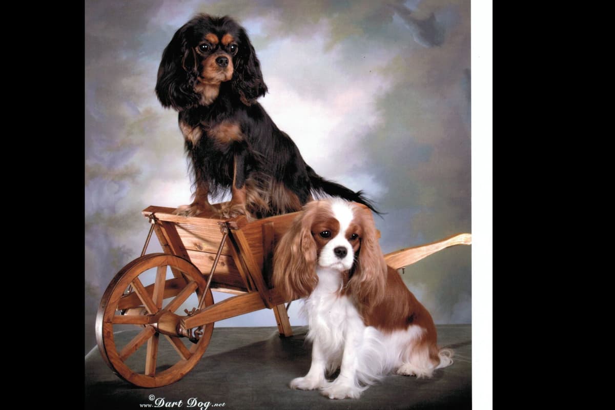 Cavalier King Charles Spaniel Puppies breeder image 1