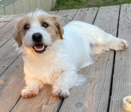 Russell Terrier Puppies breeder image 3