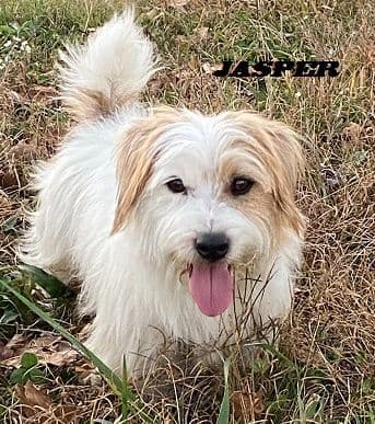 Russell Terrier Puppies breeder image 6