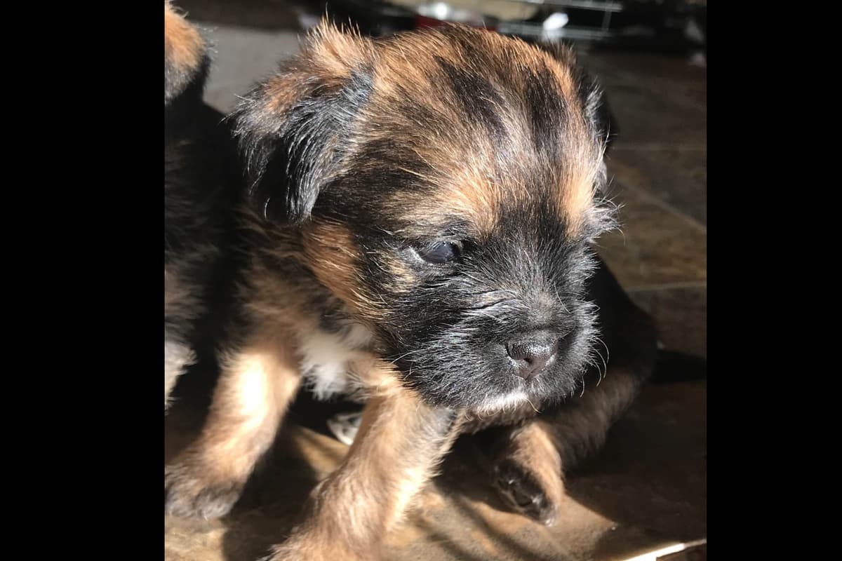 Border Terrier Puppies breeder image 7
