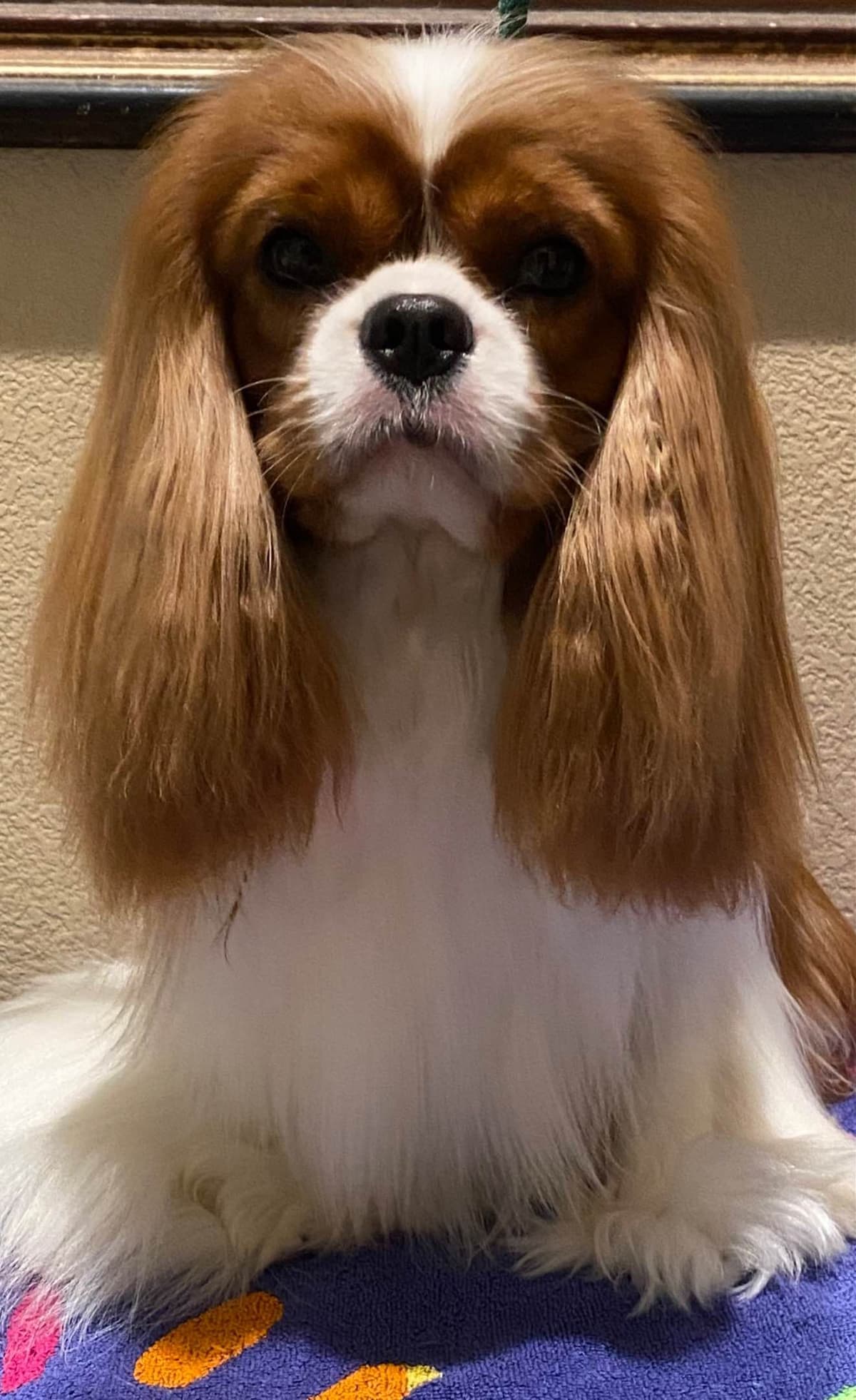 Cavalier King Charles Spaniel Puppies breeder image 4