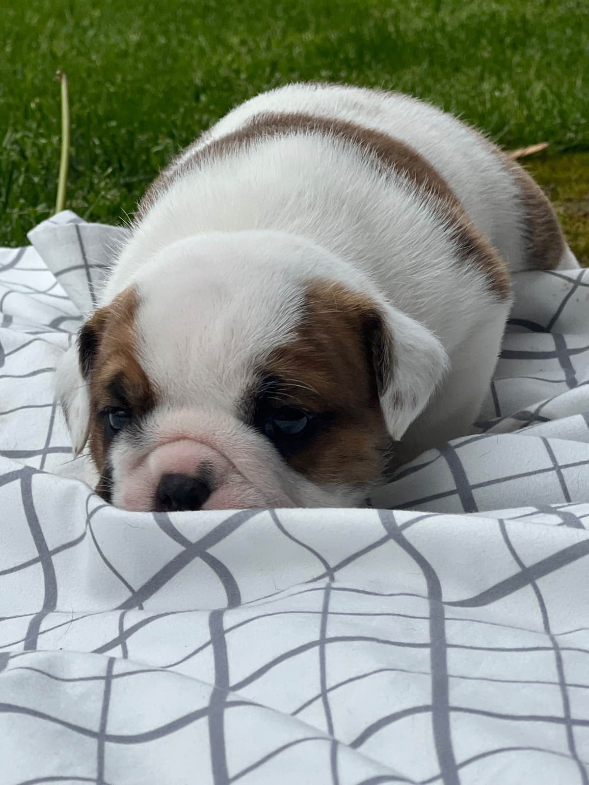 Bulldog Puppies breeder image 16