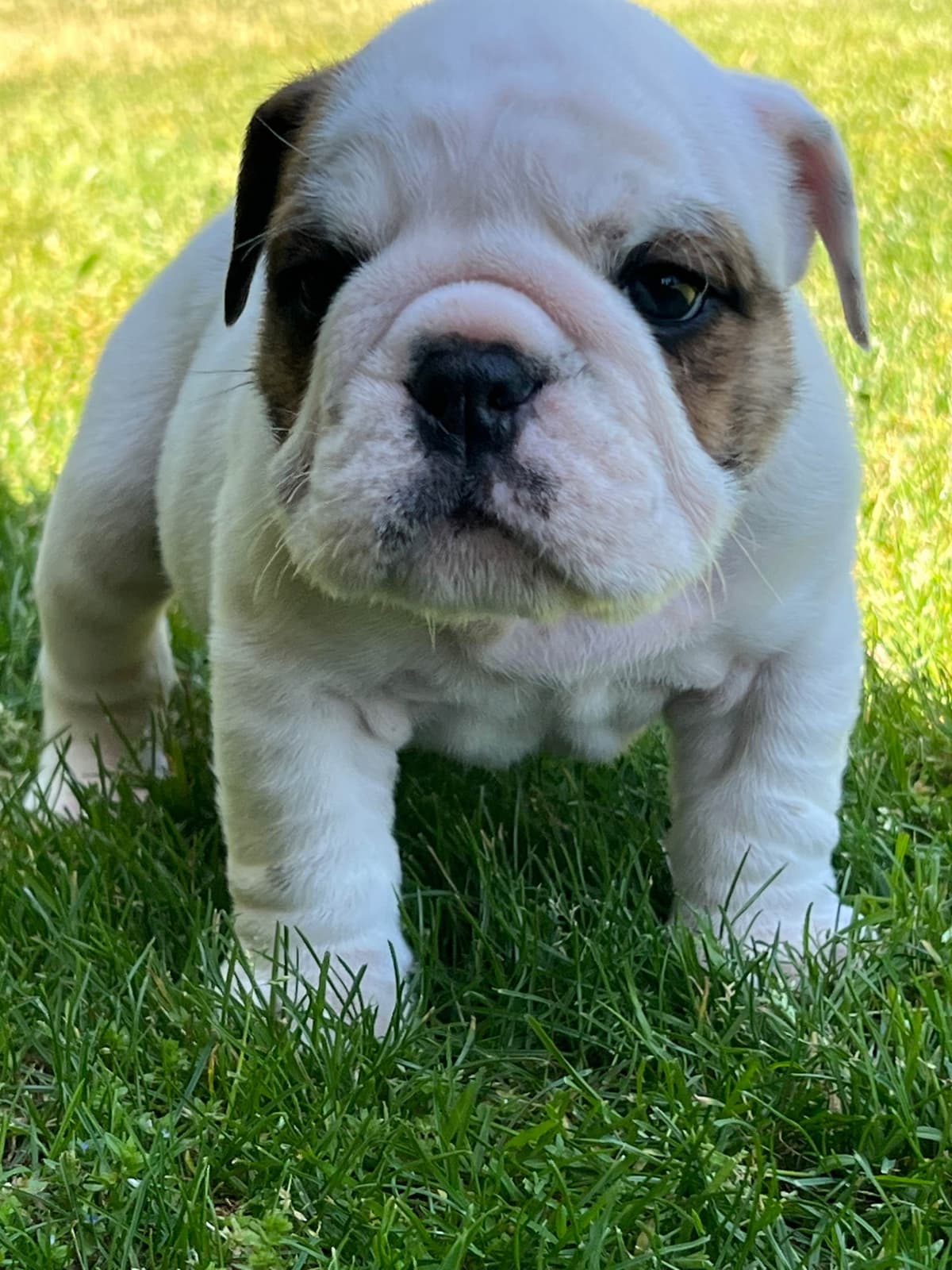 Bulldog Puppies breeder image 30