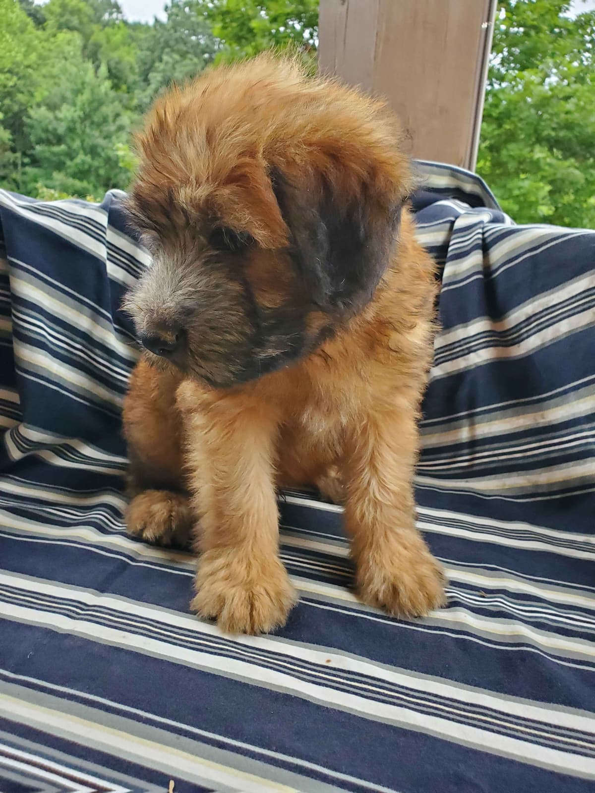 Soft Coated Wheaten Terrier Puppies breeder image 17