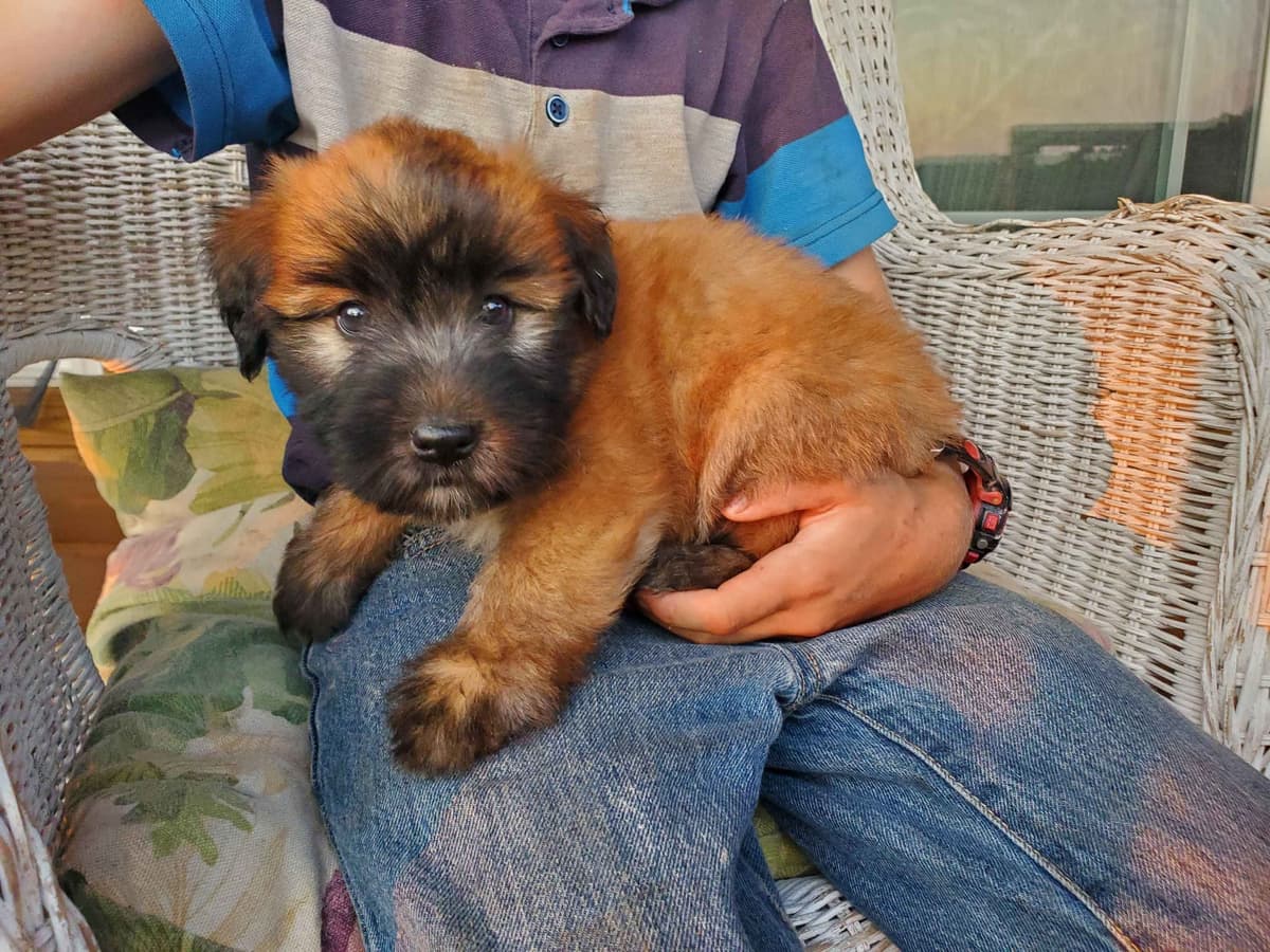 Soft Coated Wheaten Terrier Puppies breeder image 16