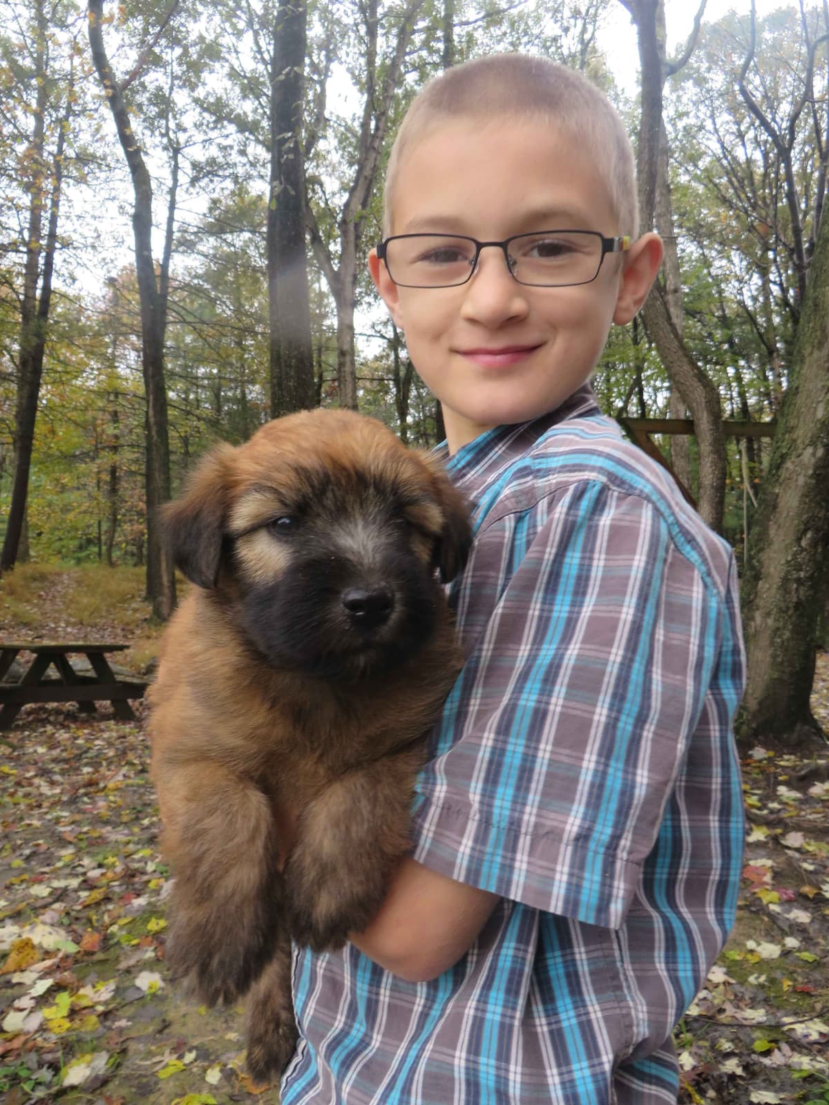 Soft Coated Wheaten Terrier Puppies breeder image 18