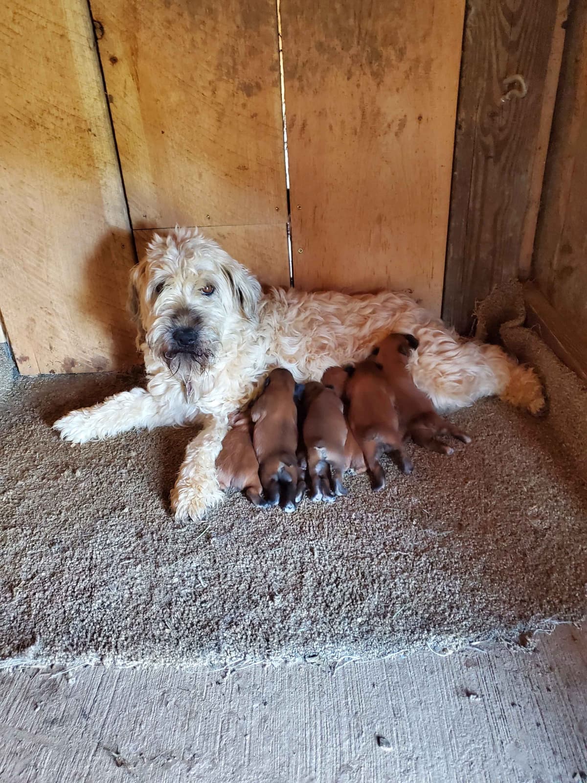 Soft Coated Wheaten Terrier Puppies breeder image 24