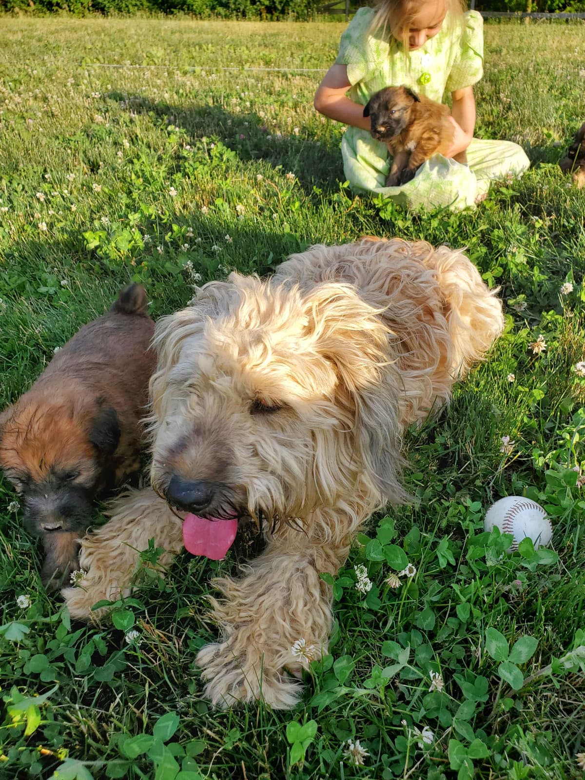 Soft Coated Wheaten Terrier Puppies breeder image 25