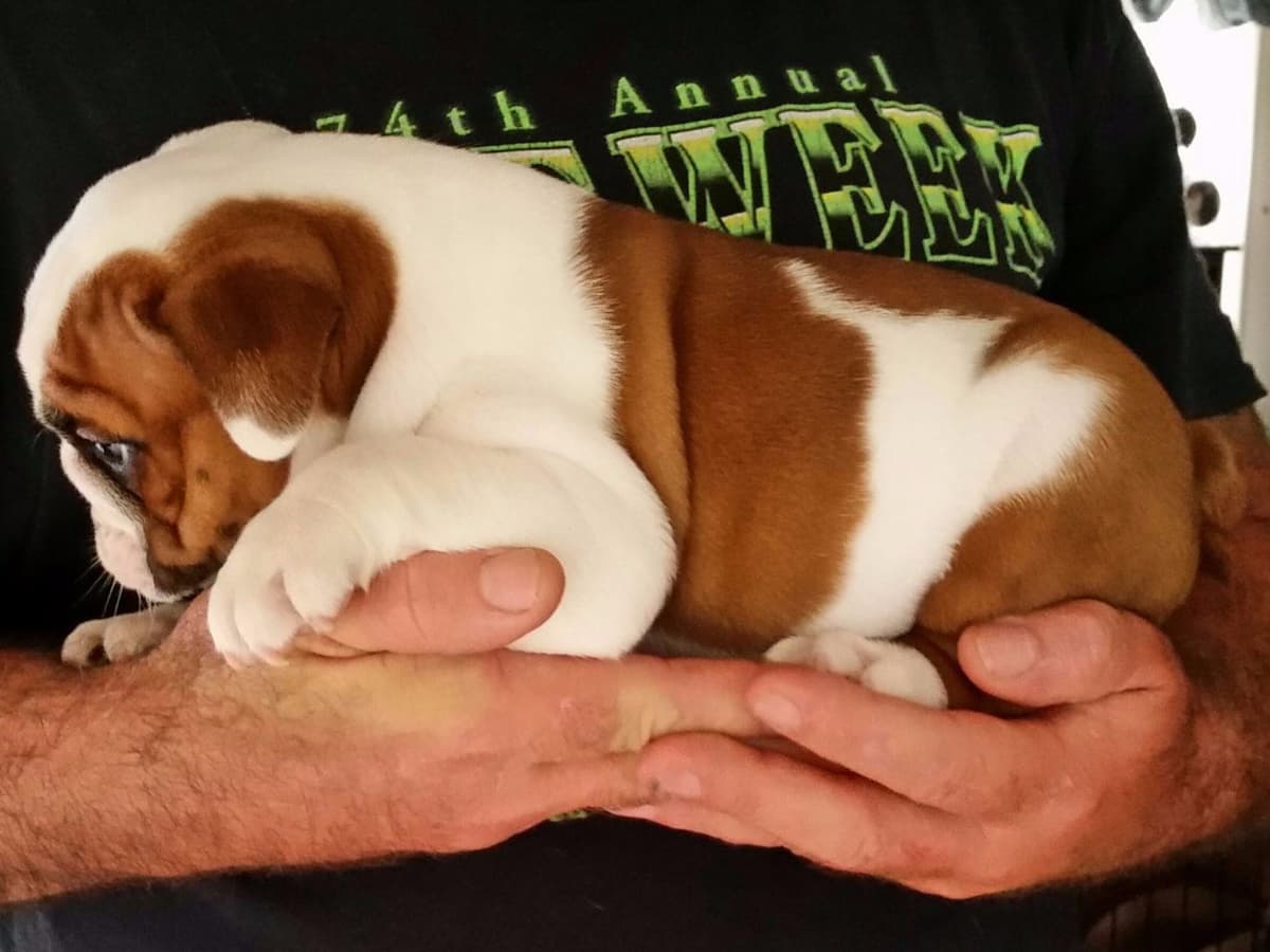 Beautiful French Bulldog Puppies breeder image 3