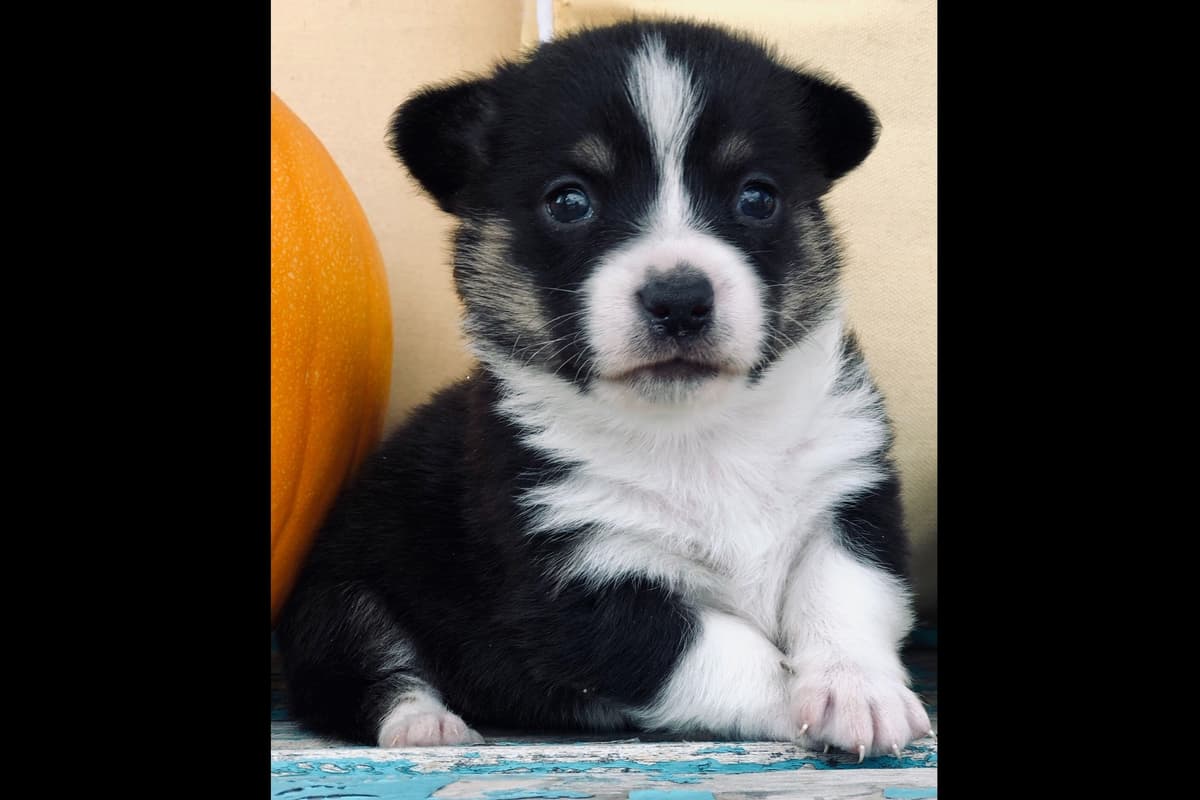 Pembroke Welsh Corgi Puppies breeder image 8