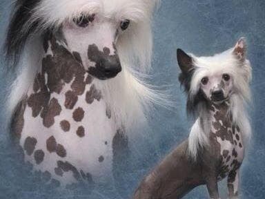Chinese Crested Puppies breeder image 11