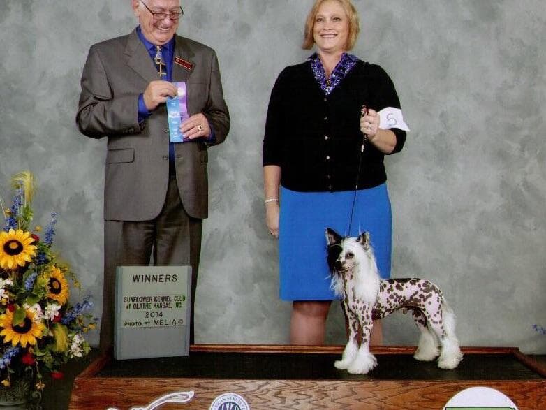 Chinese Crested Puppies breeder image 5