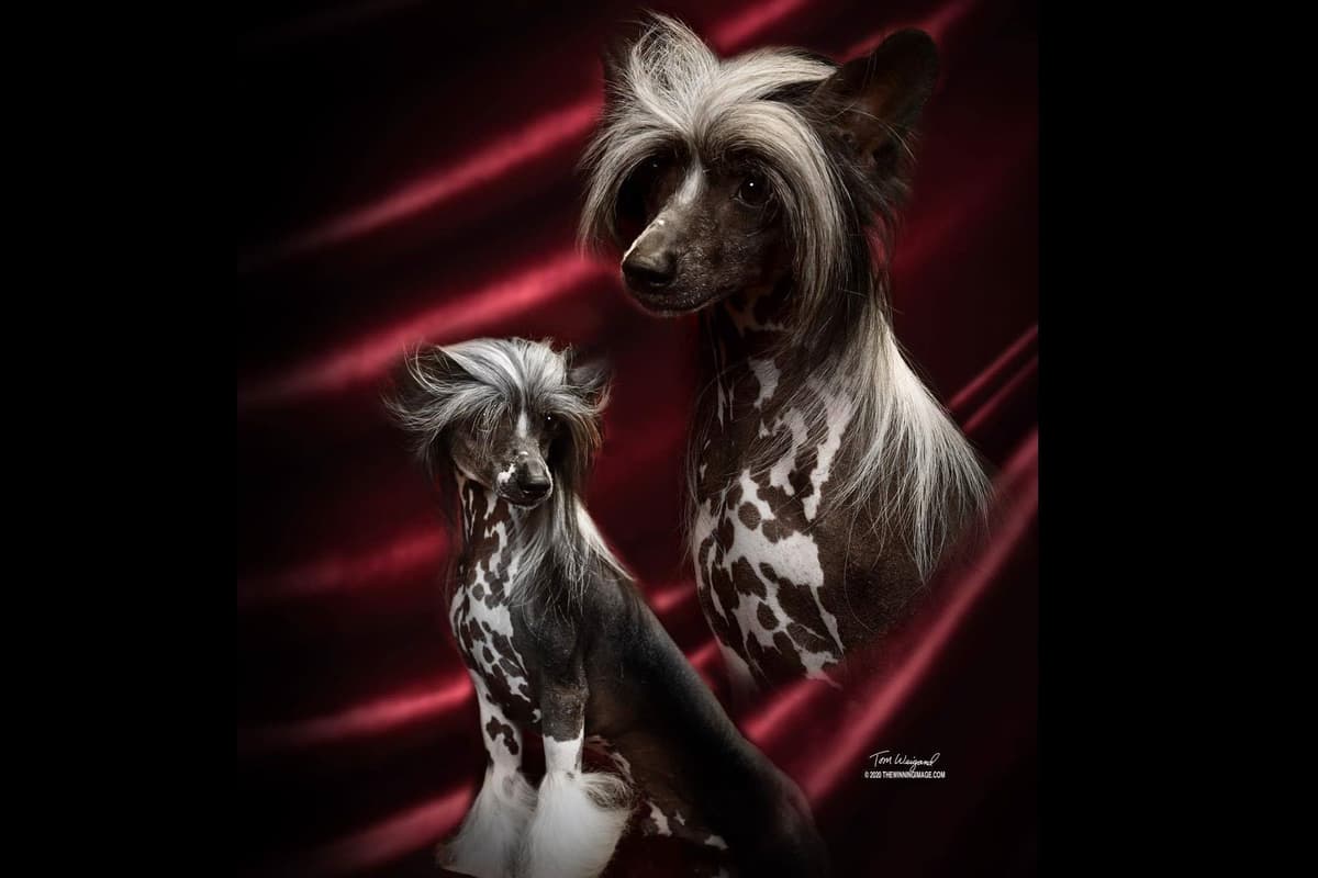 Chinese Crested Puppies breeder image 29