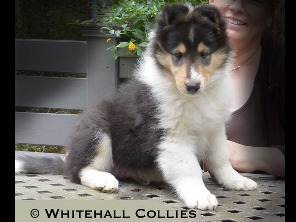 Rough Collie Puppies breeder image 1