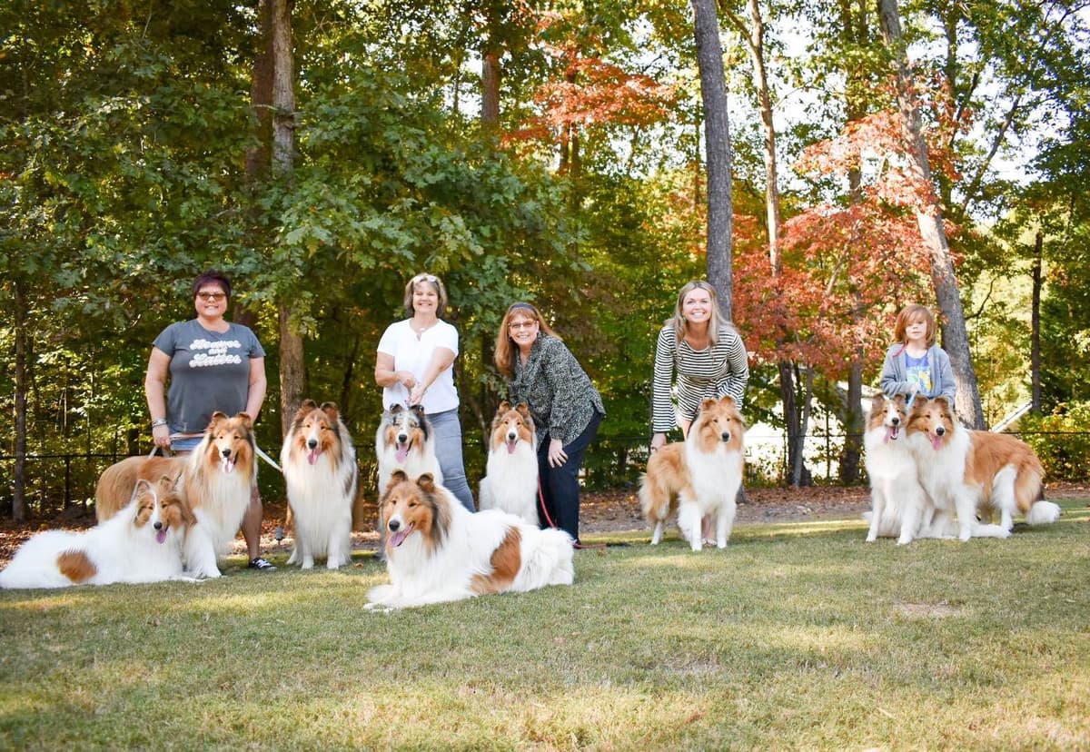 Rough Collie Puppies breeder image 3